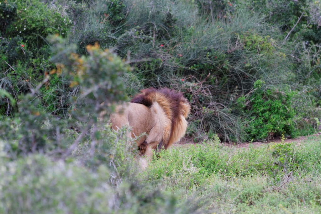 06 - Addo Elephant NP (21).jpg